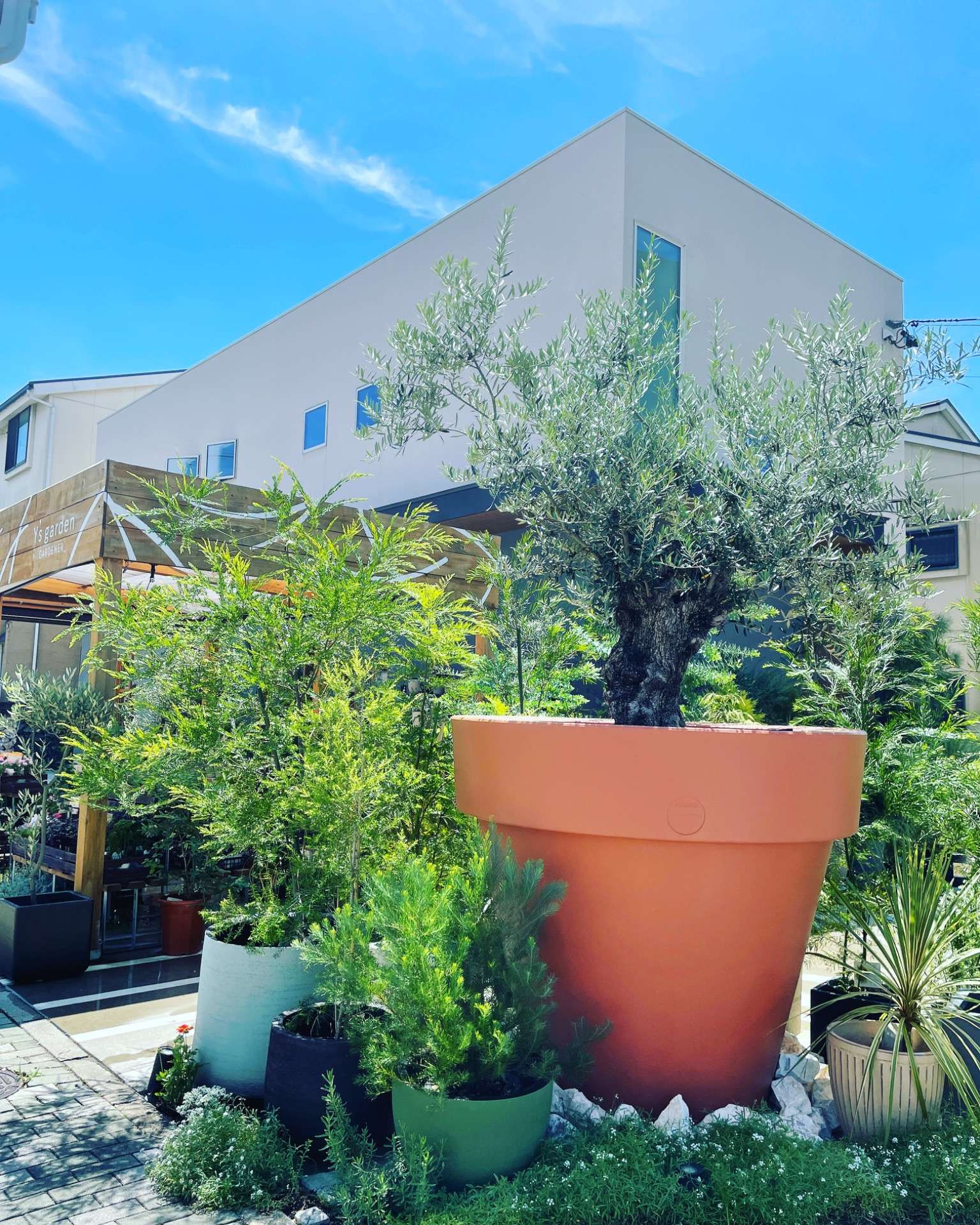 【プランター植栽】名古屋市中村区にある観葉植物専門店のシンボルツリー｜Y's garden | Blog | 名古屋の観葉植物専門店ならY's  garden