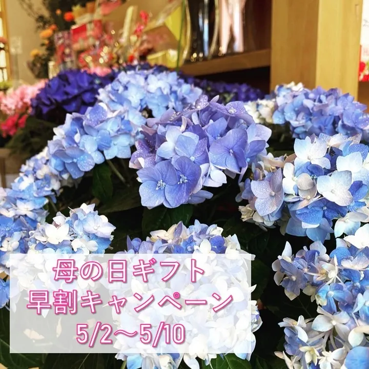 名古屋市中村区の植物店で母の日キャンペーン始まります。｜Y’s garden